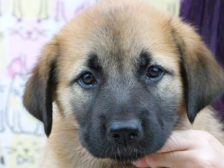 chinook puppy